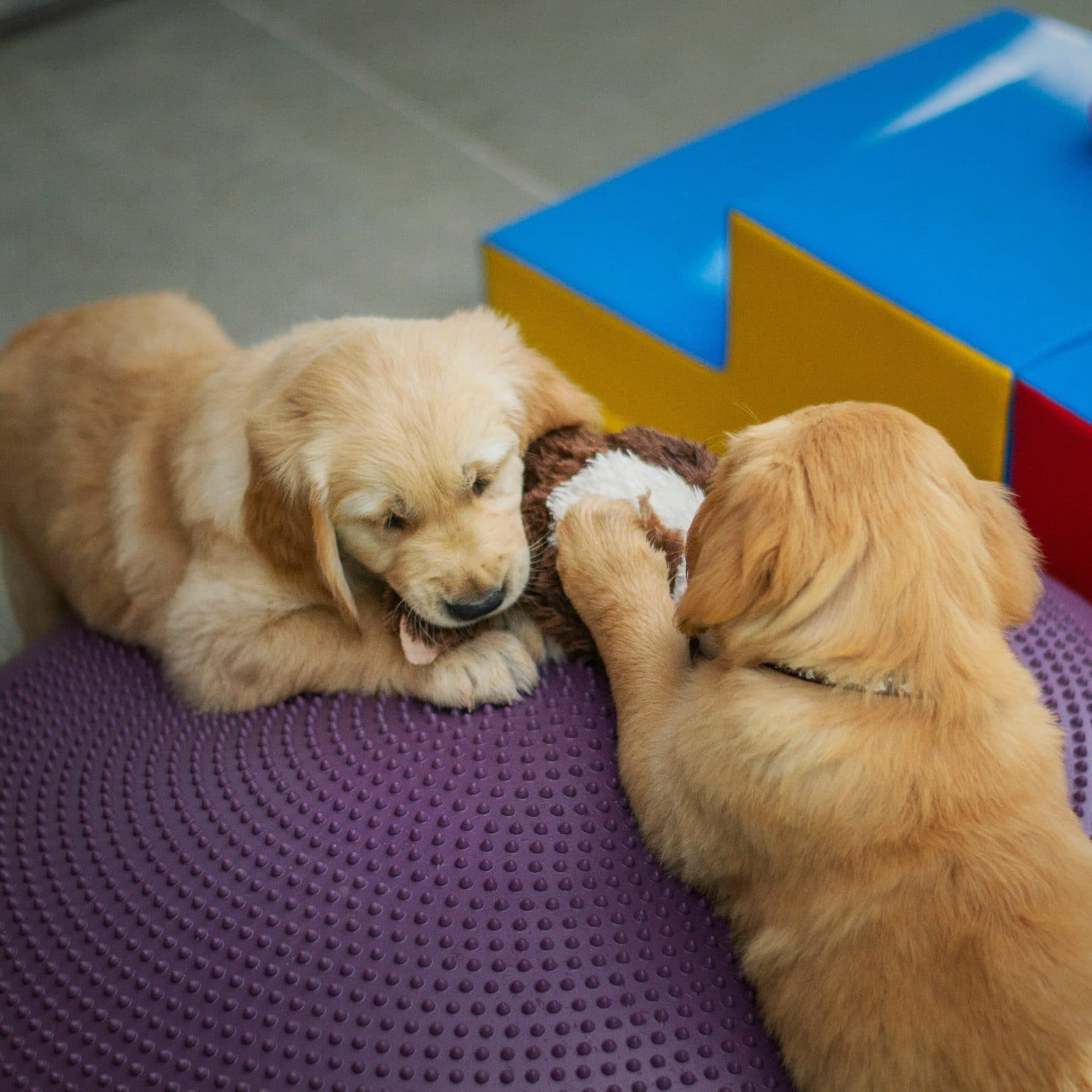 Two puppies playing during supervised in-home daycare at BluePawSky in Fells Point
