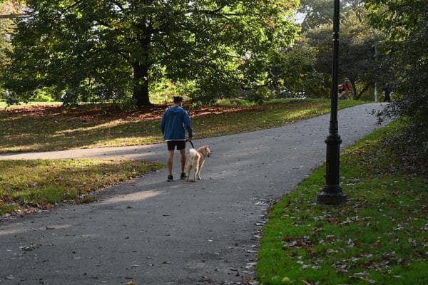 A healthy dog out on a walk with its owner in a Baltimore park